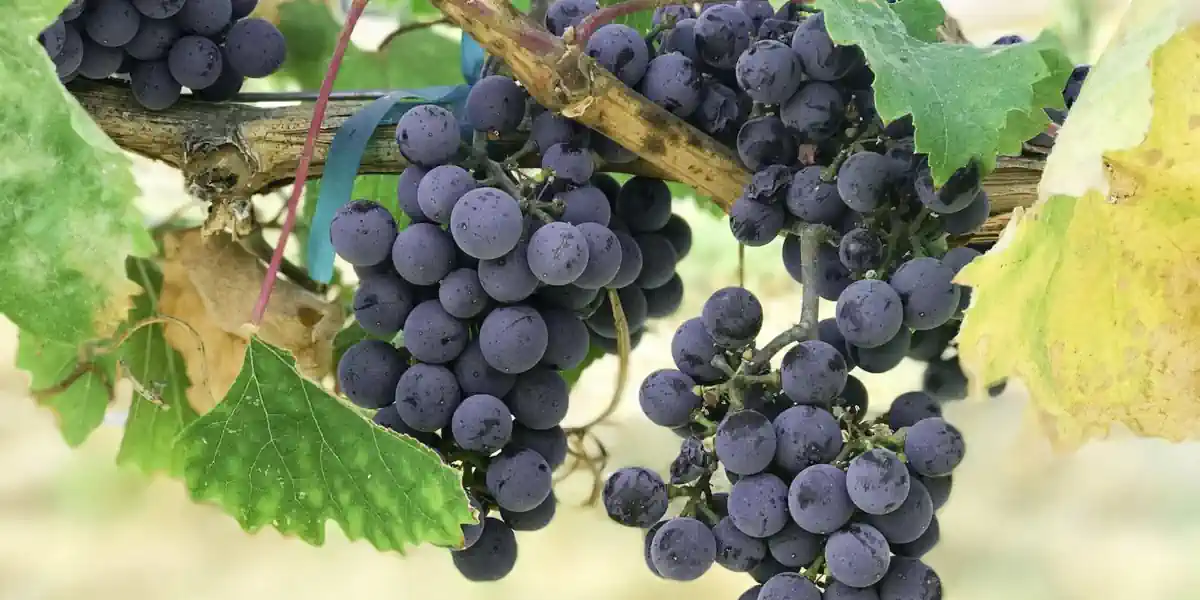 Vignoble de Baco noir