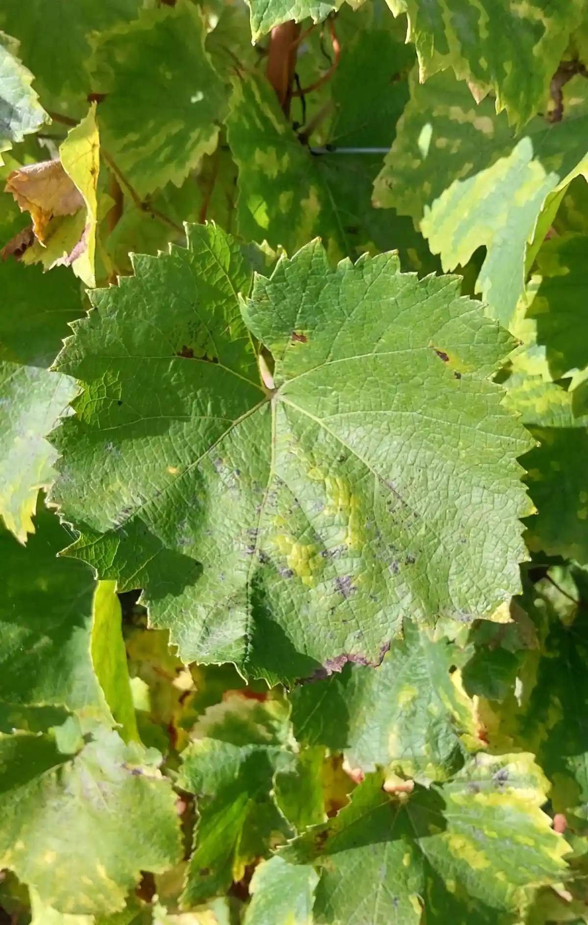 Feuille de Chardonnay