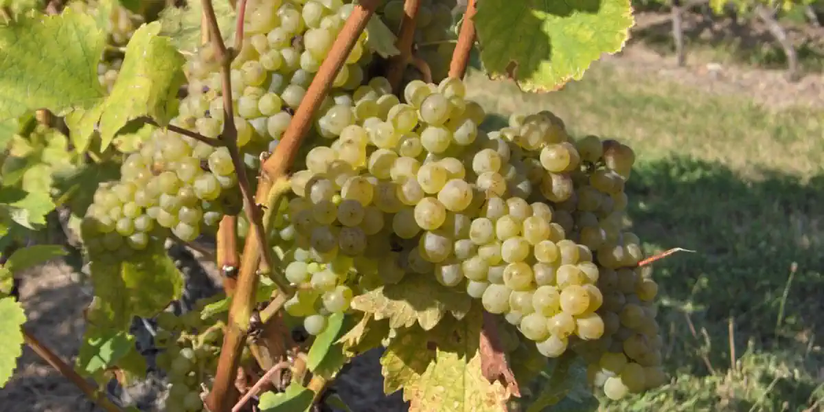 Vignoble de Chenin