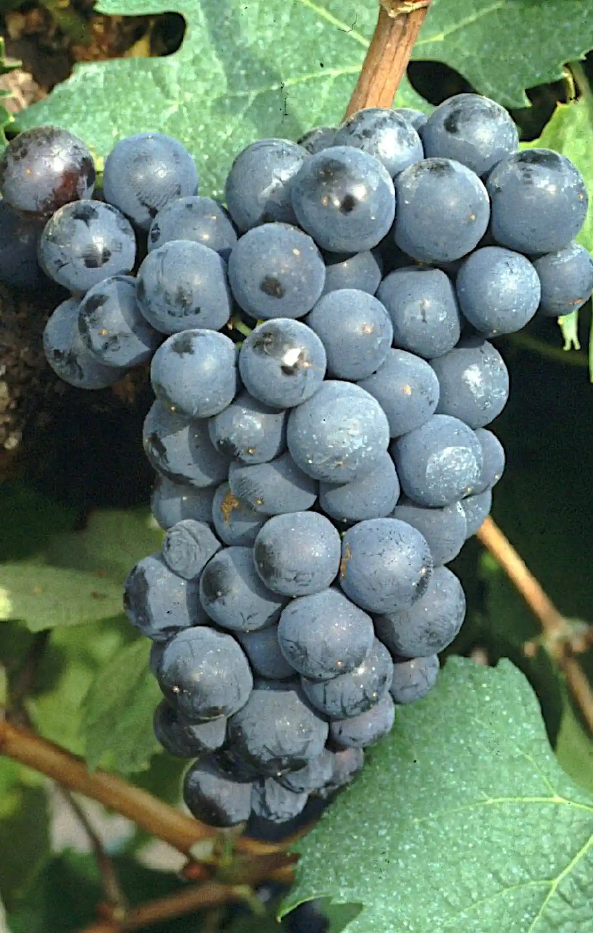 Grappe de Genouillet