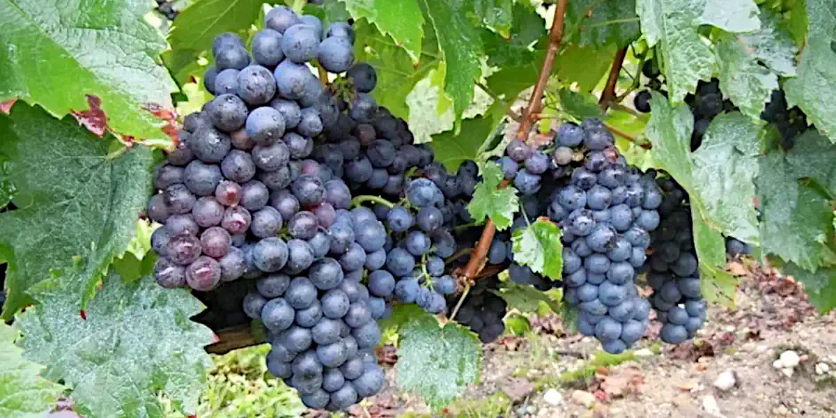 Vignoble de Genouillet