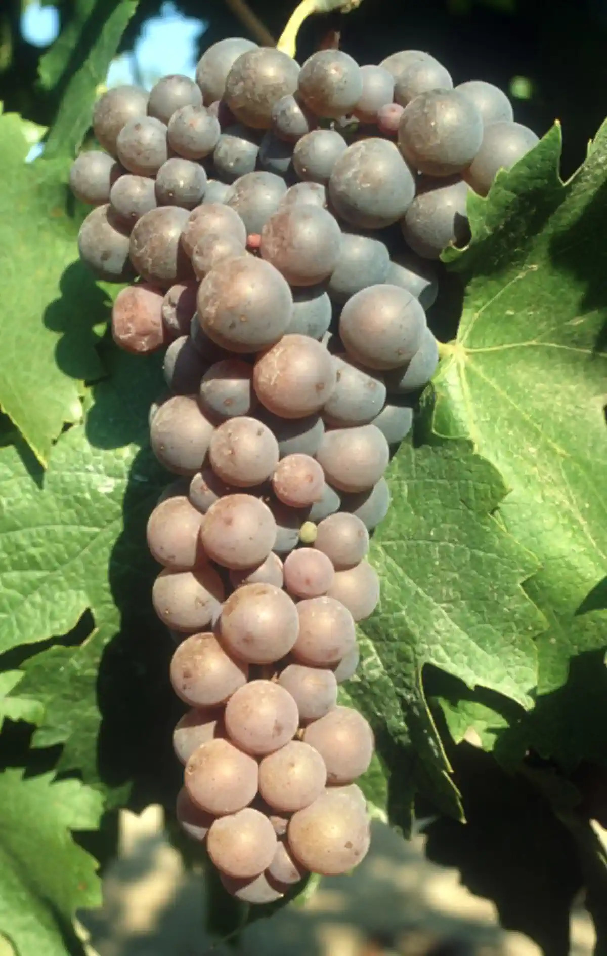 Grappe de Grolleau gris