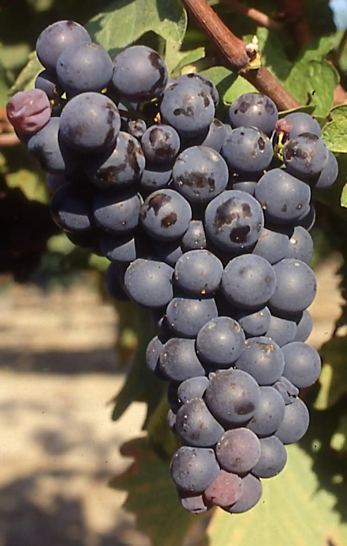 Grappe de Grolleau noir