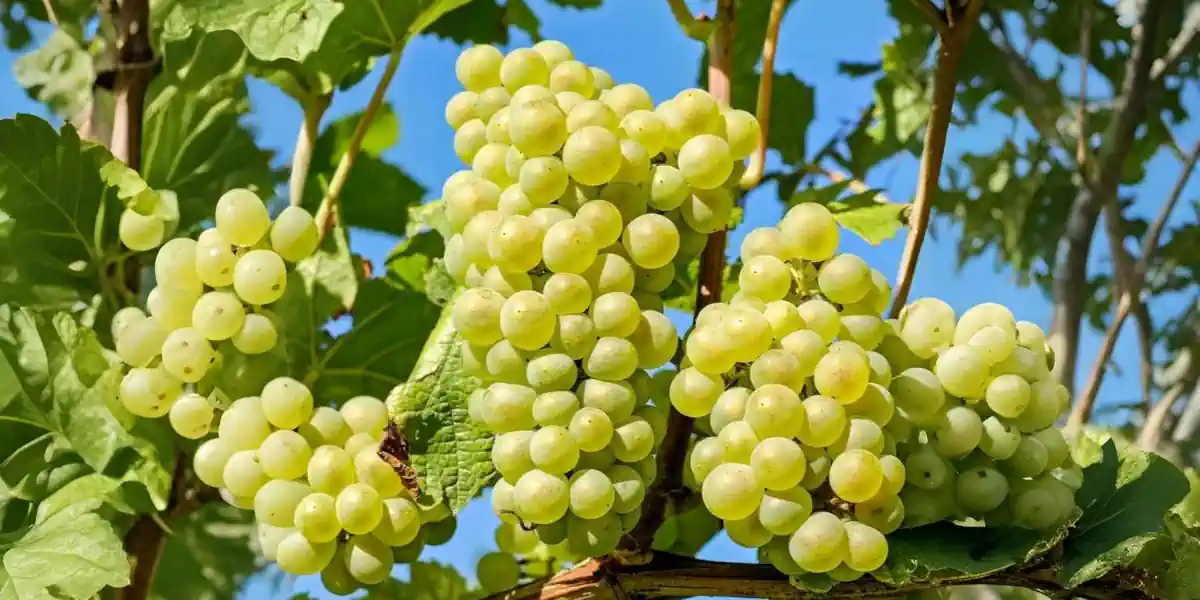 Vignoble de Perlette