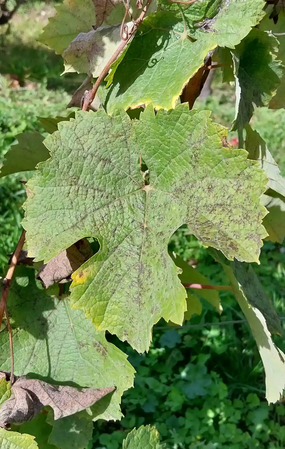 Feuille de Petit Meslier