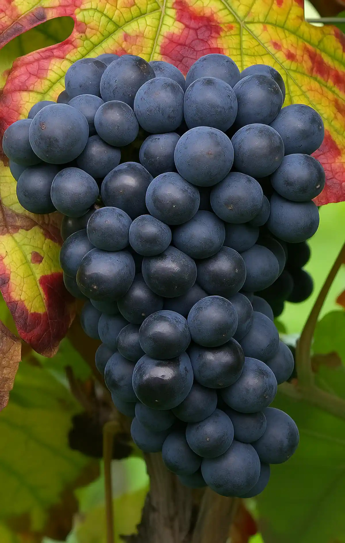 Grappe de Pinot meunier