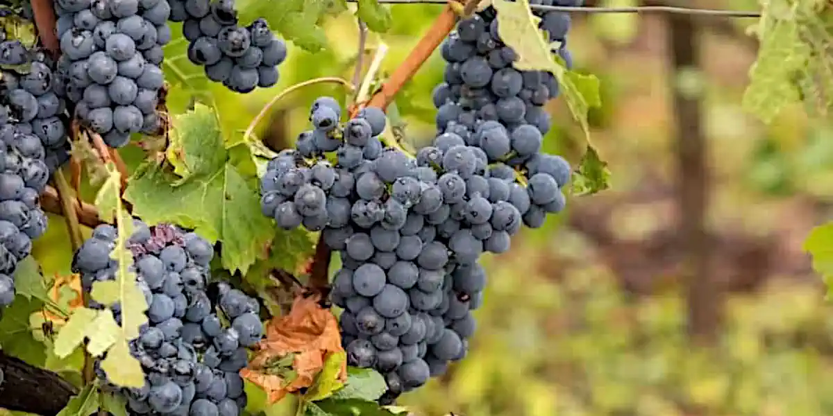 Vignoble de Pinot meunier