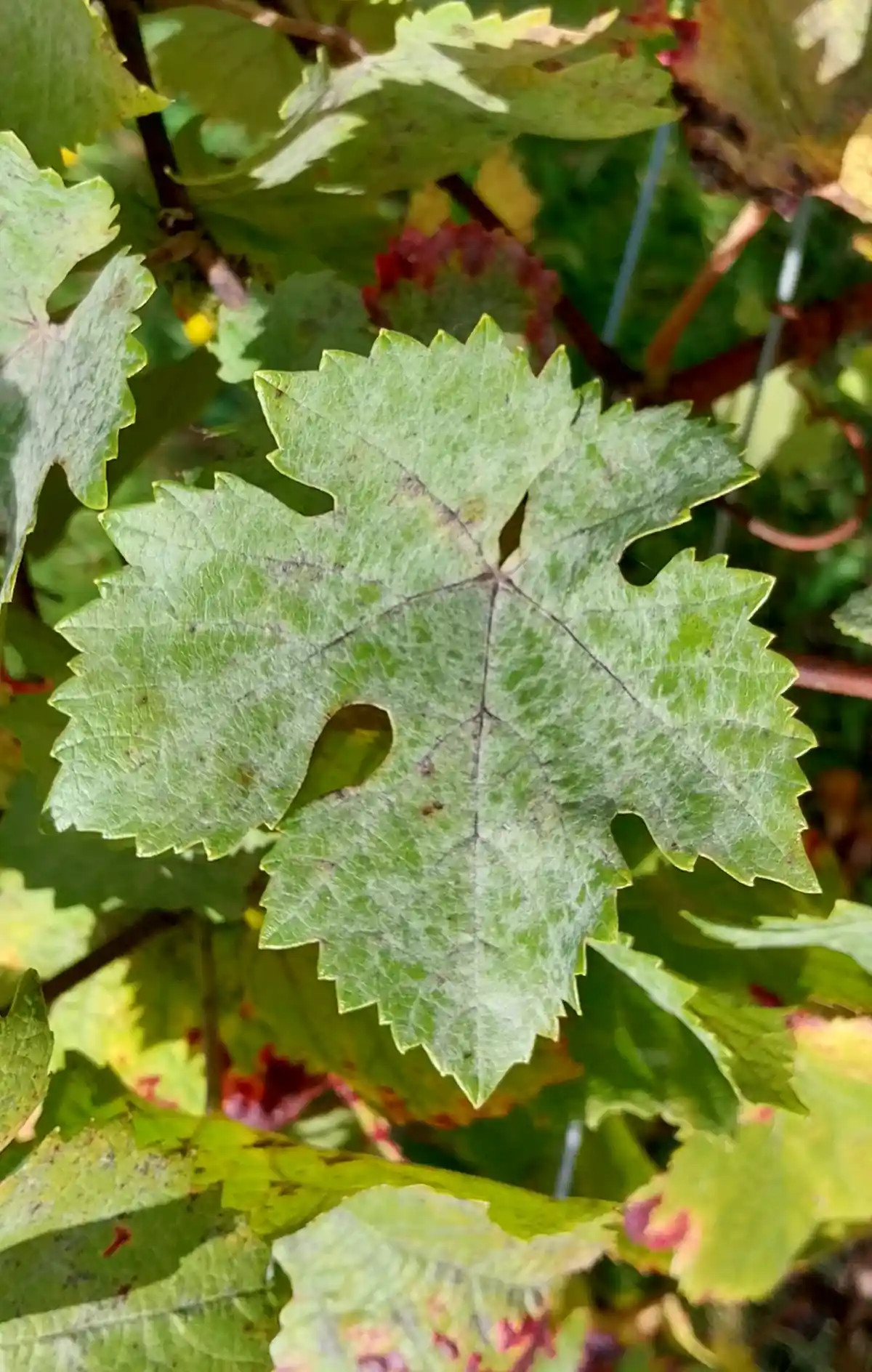 Feuille de Pinot noir