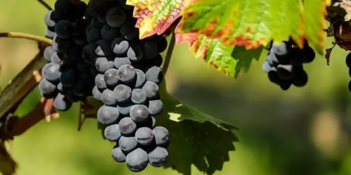 Vignoble de Pinot noir