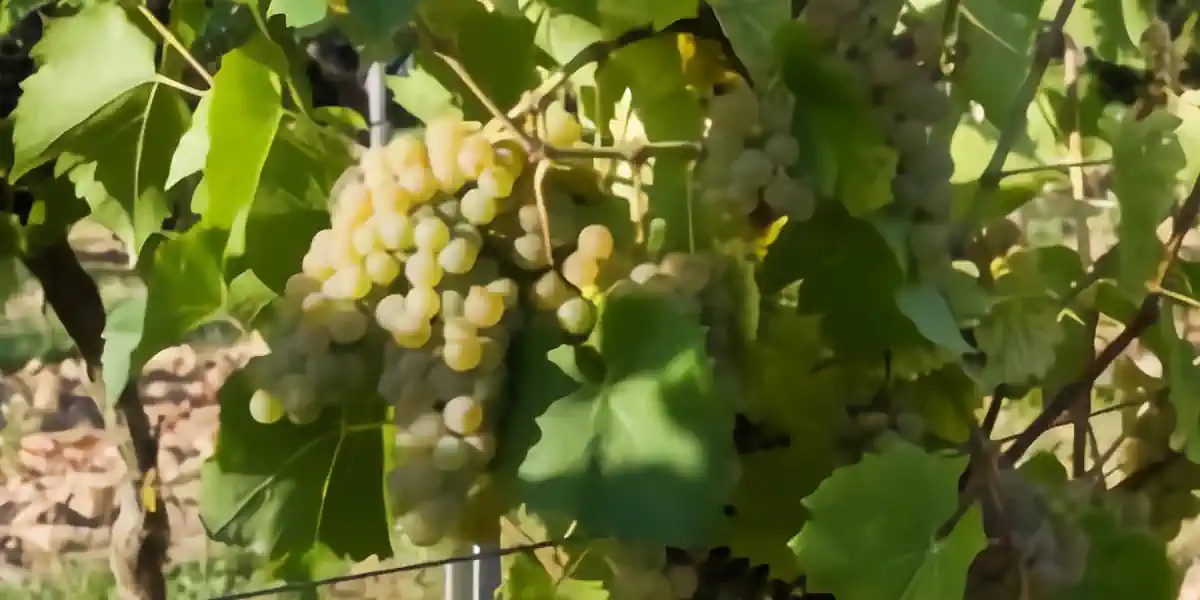 Vignoble de Rayon d'Or