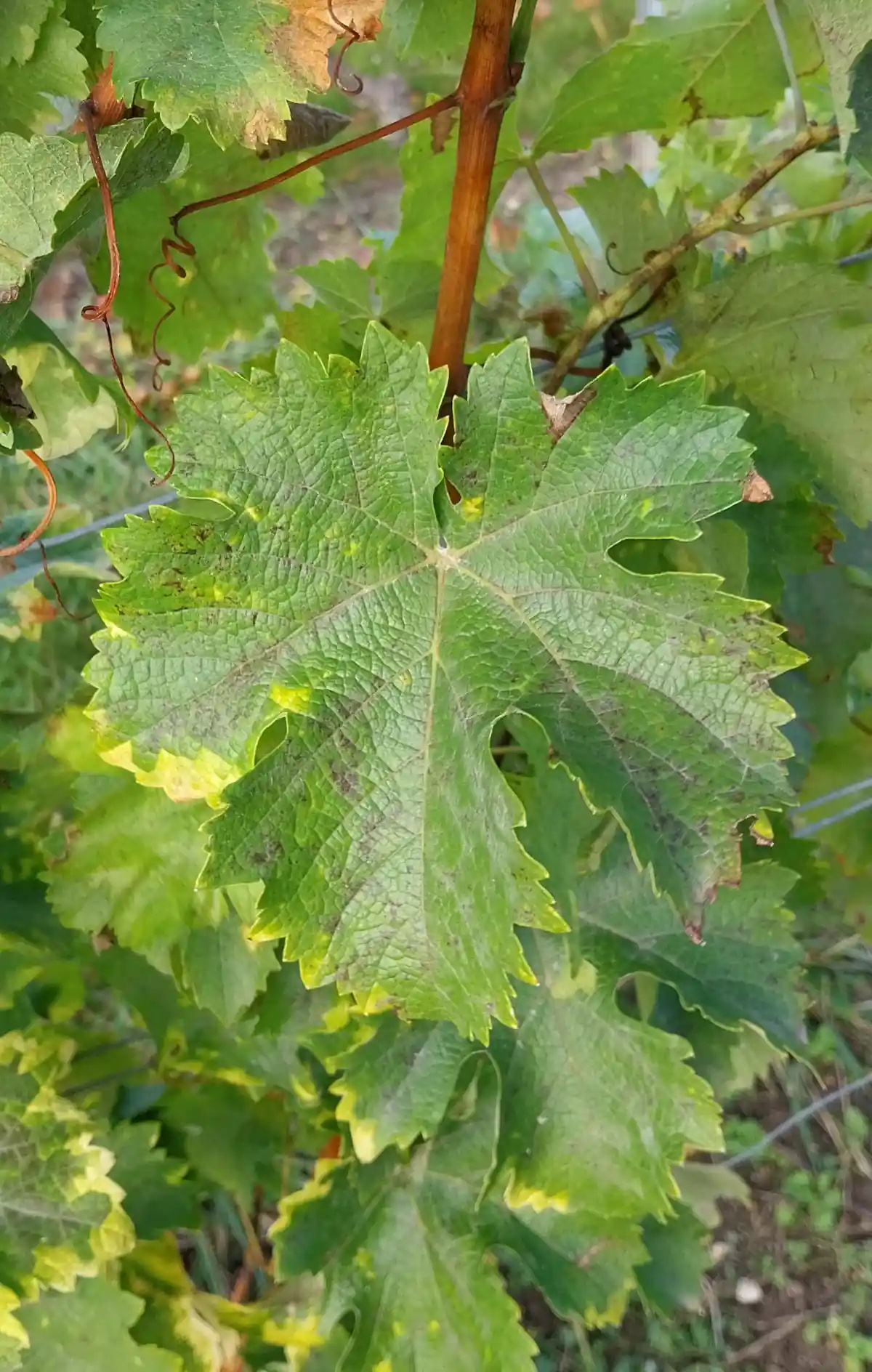 Feuille de Sauvignon