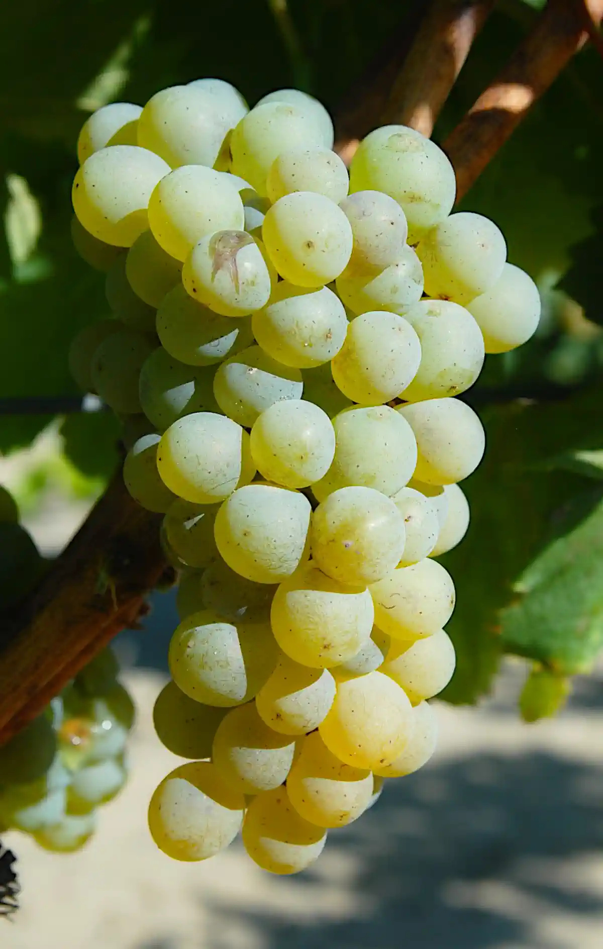 Grappe de Romorantin