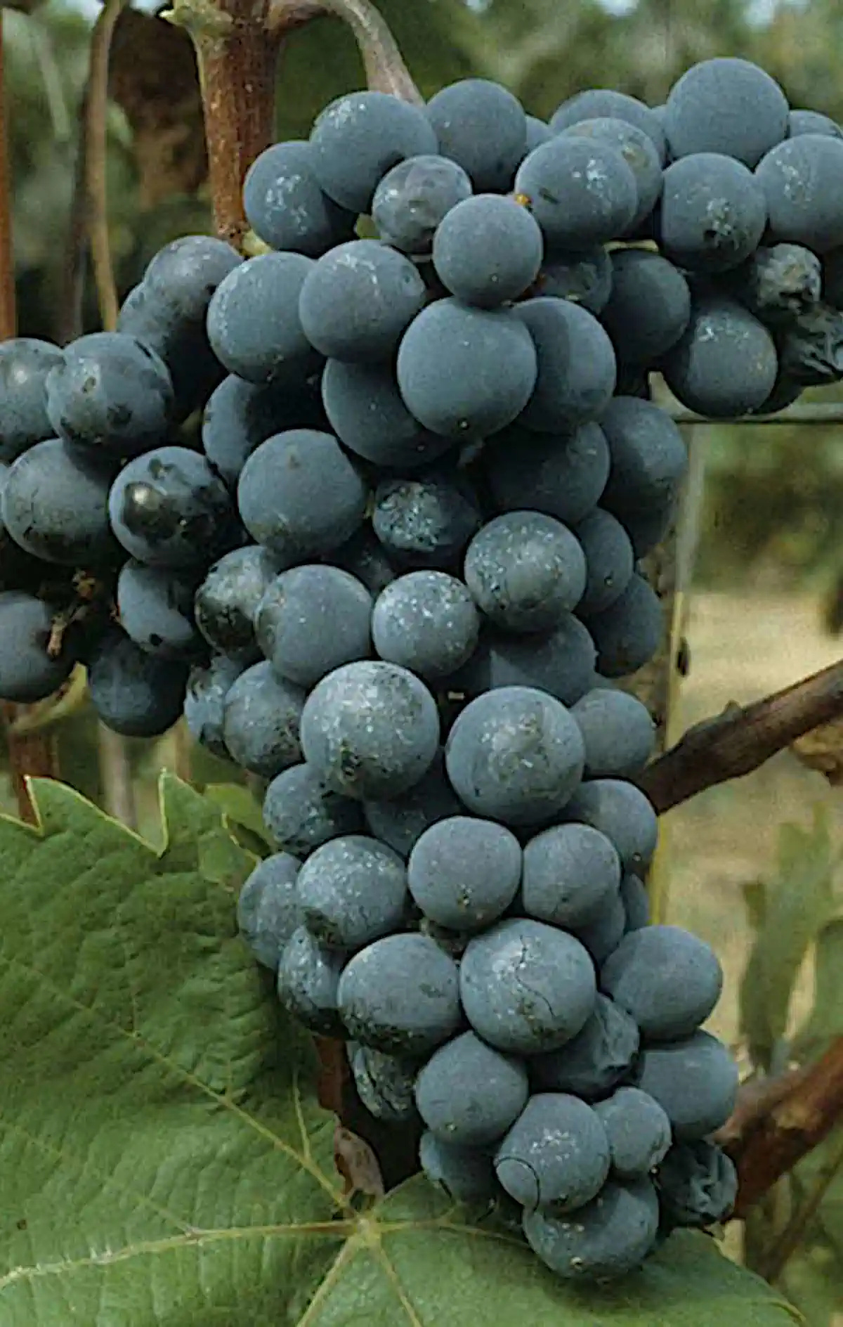 Grappe de Seibel 5455